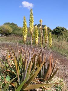 Aloe Vera Barbadensis