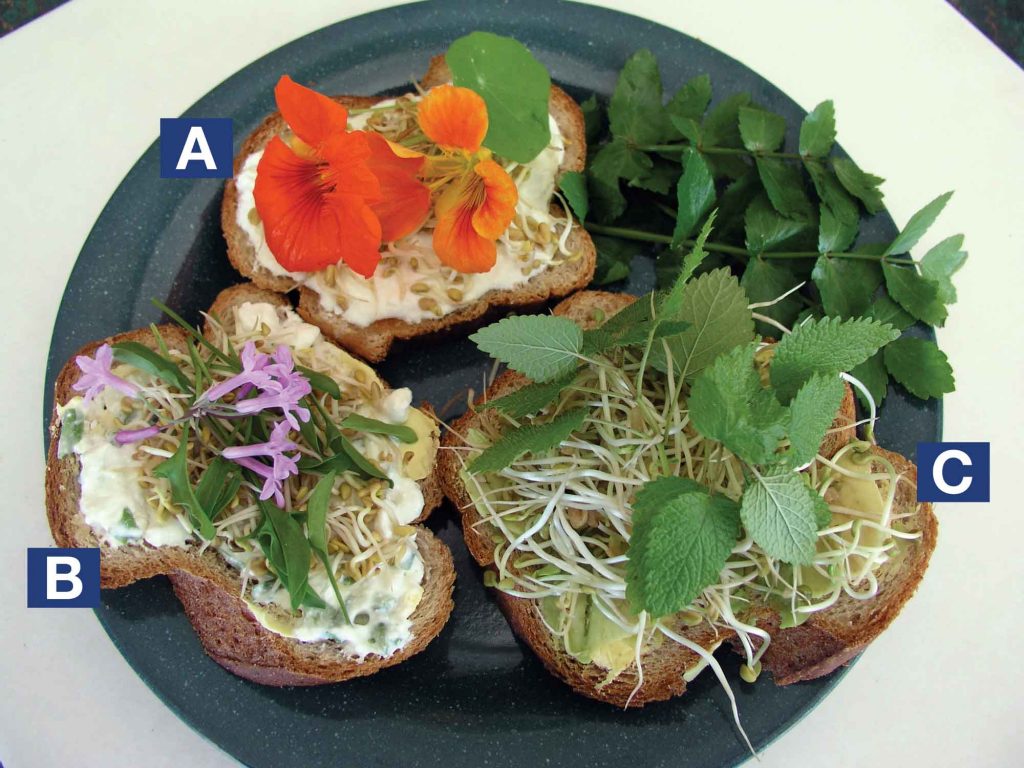 Slices of bread topped with A. honey, kefir, fenugreek sprouts and nasturtium flowers B. kefir spread seasoned with onion chives and caraway seeds, topped with fenugreek sprouts, sheep sorrel leaves and society garlic flowers C. avocado topped with fenugreek and lemon balm.