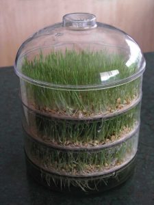 Dome sprouter with wheatgrass