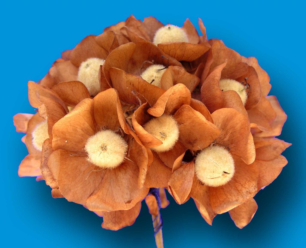 Dried Blossom Bouquet for decorations