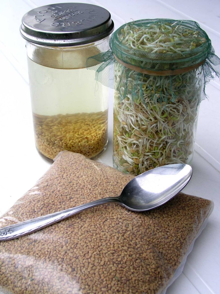 Fenugreek seeds and sprouts in jars