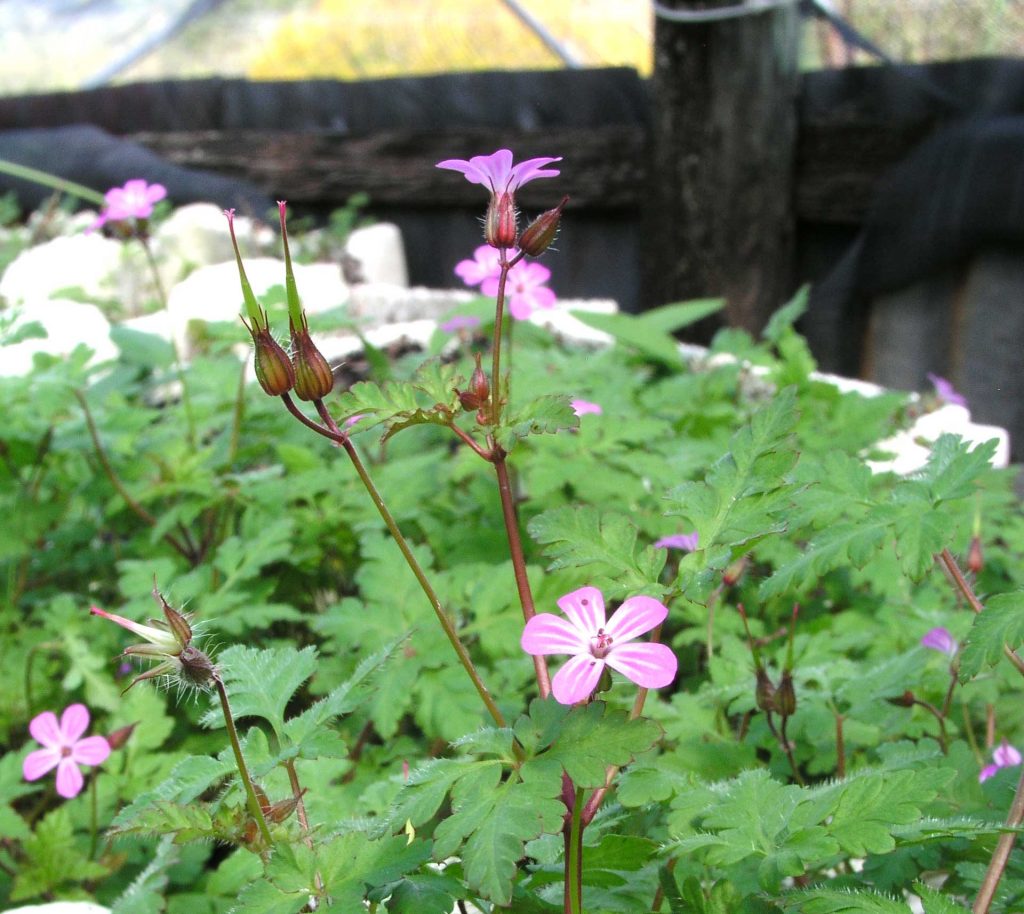 herb robert – herbs are special