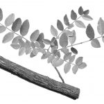 Cut Licorice Root & Leaves