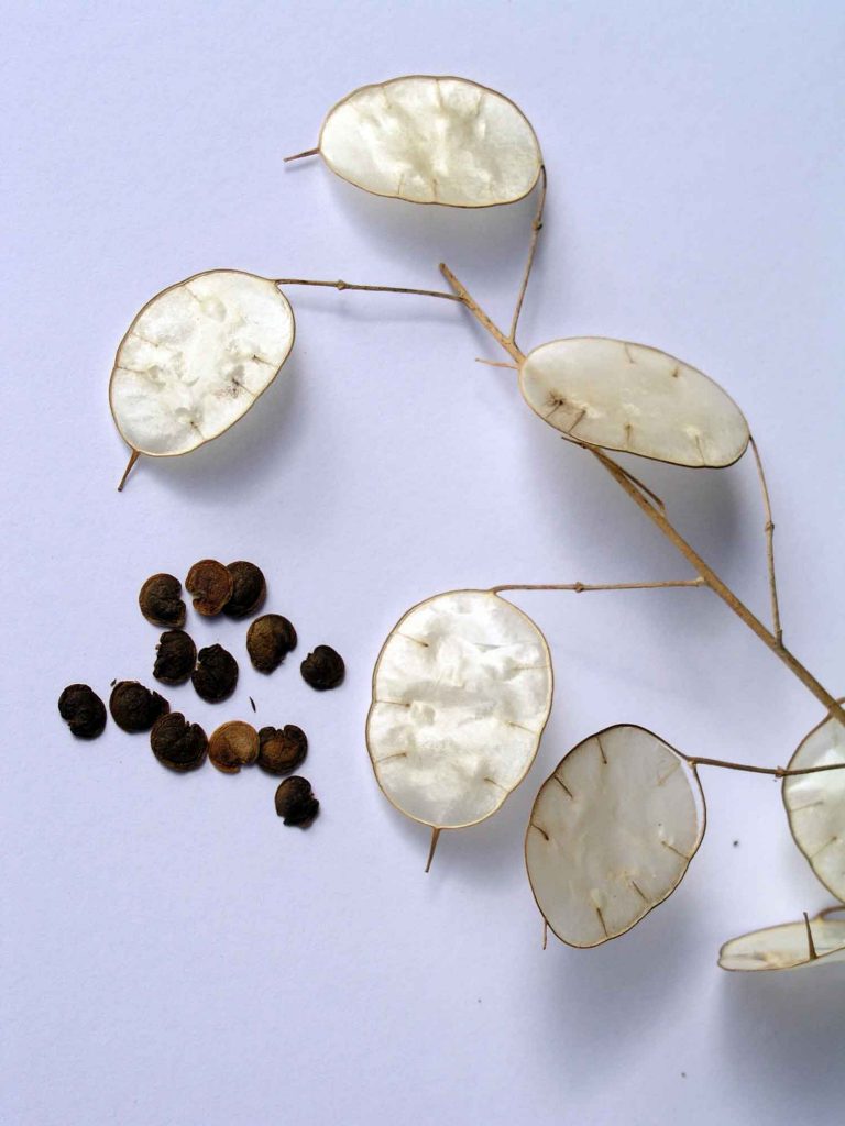 Money plant seeds capsules and seeds