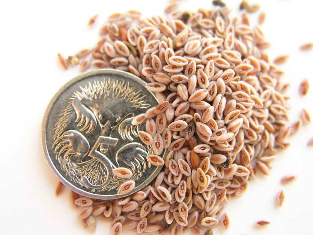 Psyllium seeds