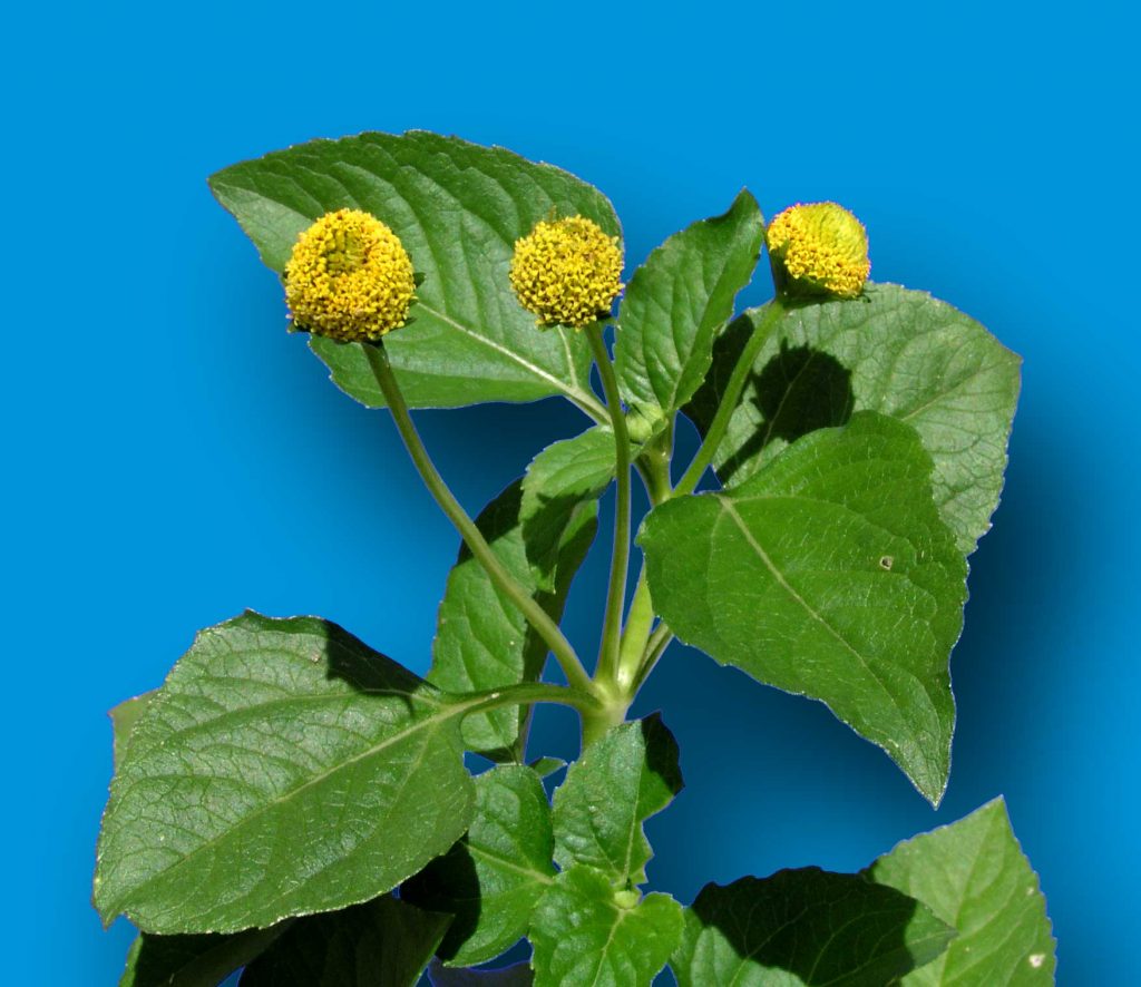 Toothache Plant