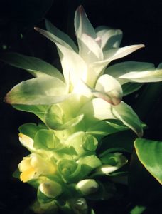 Turmeric flower - Turmeric is a natural antifungal