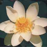 White Flowering Sacred Lotus