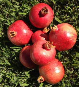 Pomegranates (Punica granatum)