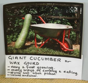 Wax Gourd or Giant Tropical Cucumber