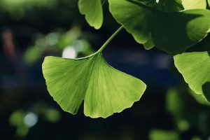 ginkgo