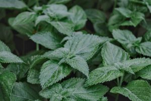 Lemon balm